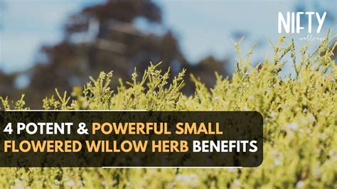 Discover 4 Small Flowered Willow Herb Benefits - Nifty Wellness