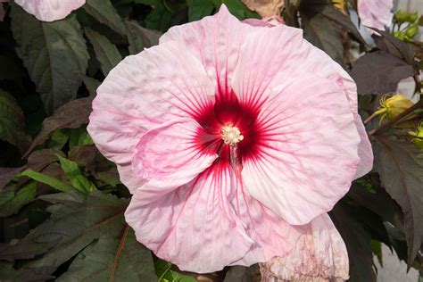 Hardy Hibiscus: Plant Care & Growing Guide