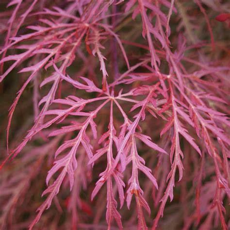 Acer palmatum dissectum 'Crimson Queen' - Evergreen Nursery