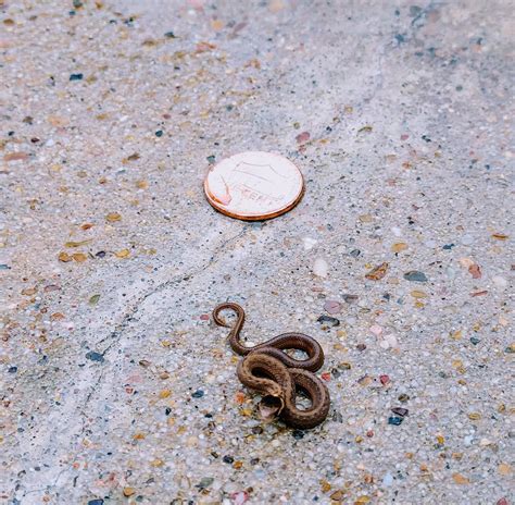 Newly hatched baby cottonmouth : r/pics