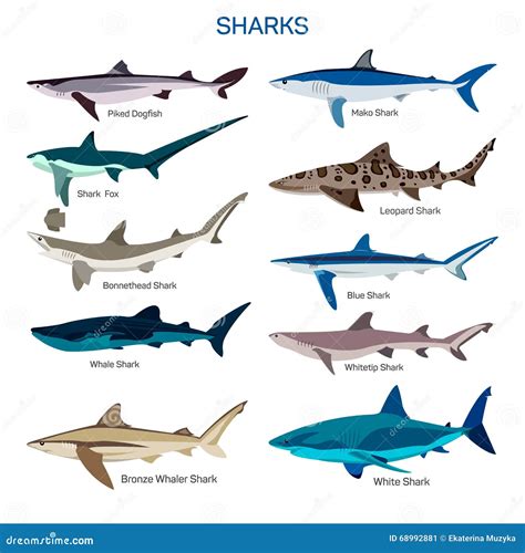 Sharks Species Set: White, Tiger, Great Hummerhead And Whale Shark ...