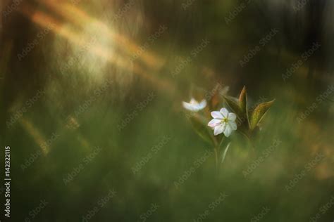 Arctic flowers in forest Stock Photo | Adobe Stock