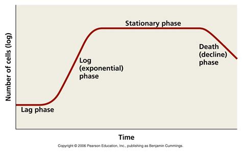 BtB#9: Bacterial growth curve