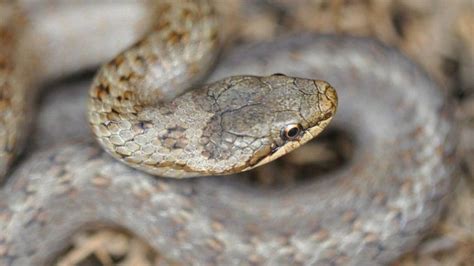 Smooth snakes: Bid to save the UK's rarest reptile with £400k grant ...