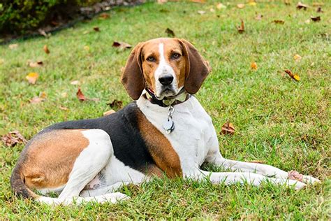 Treeing Walker Coonhound Puppies / Treeing Walker Coonhound Puppies For ...