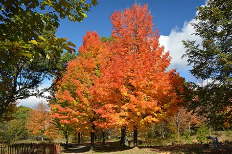 12 stunning photos of fall colours in High Park