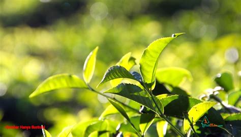 The Enchantment of Karanganyar Kemuning Tea Plantation Tourism | Visit ...