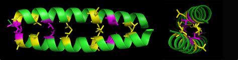 Leucine zipper - encyclopedia article - Citizendium