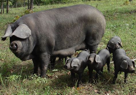 pictures of all kind of hogs and pigs | HERITAGE BREEDS | Pig breeds ...