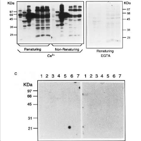 Detection of calmodulin-binding proteins from cellular lysates and ...