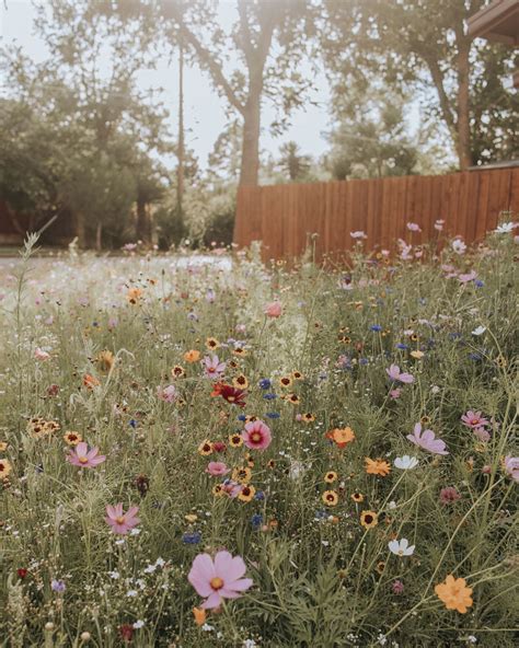 Wildflowers | Alpine, Texas