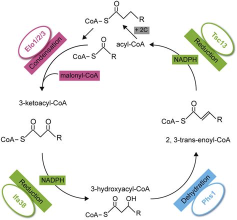 The VLCFA biosynthesis pathway. Overview of the four-step FA elongation ...