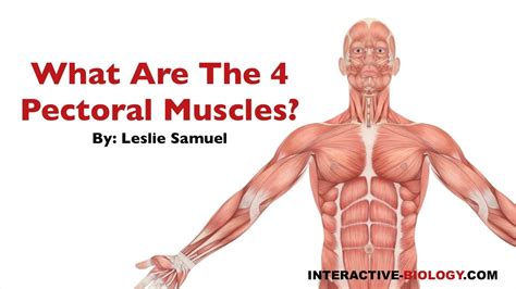 081 What are the Four Pectoral Muscles? - YouTube