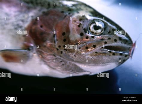 Fly fishing rainbow trout Stock Photo - Alamy