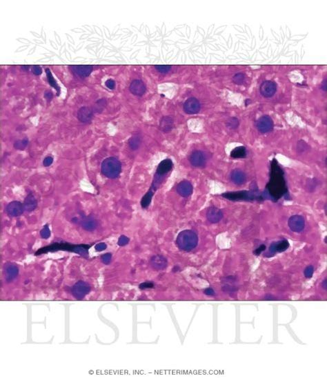 Liver Histology Kupffer Cells