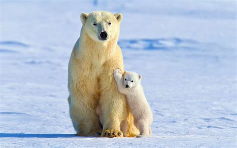 polar Bears, Animals, Snow, Ice, Baby Animals Wallpapers HD / Desktop ...