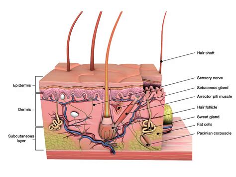 Anatomy Of Human Skin With Labels Photograph by Hank Grebe - Pixels