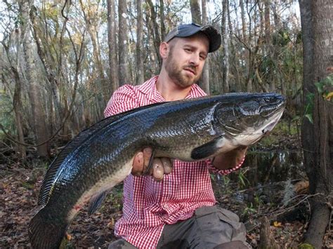 Bowfin's Sharp Teeth Guarantees A Mean Bite