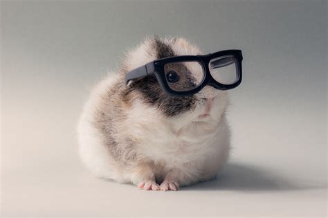 Fonds d'ecran Rongeurs Cochons d'Inde Lunettes Animaux Humour ...