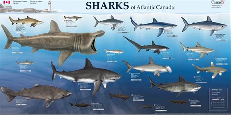 Great White Sharks In Atlantic Ocean - q ocean animals