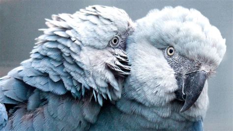 Spix’s Little Blue Macaws Are Returning To The Wild In Brazil