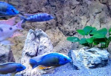 Red Empress Cichlid: Caring, Tank Set-up, Diet And Breeding Guide