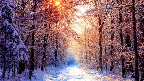 Snowy Forest Wallpapers - Wallpaper Cave