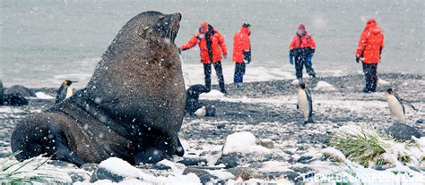 Ice Caps | World Biomes | The Wild Classroom