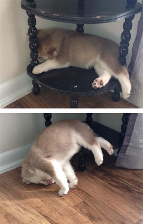 231 Animals That Sleep Wherever They Please | Bored Panda