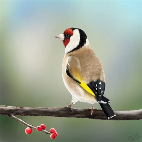 Goldfinch bird digital painting on Behance