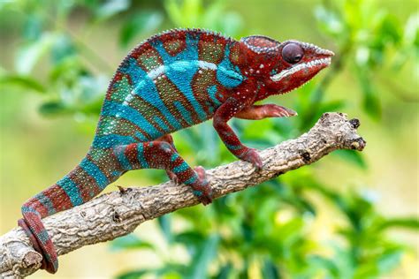 Pet Chameleon Changing Colors