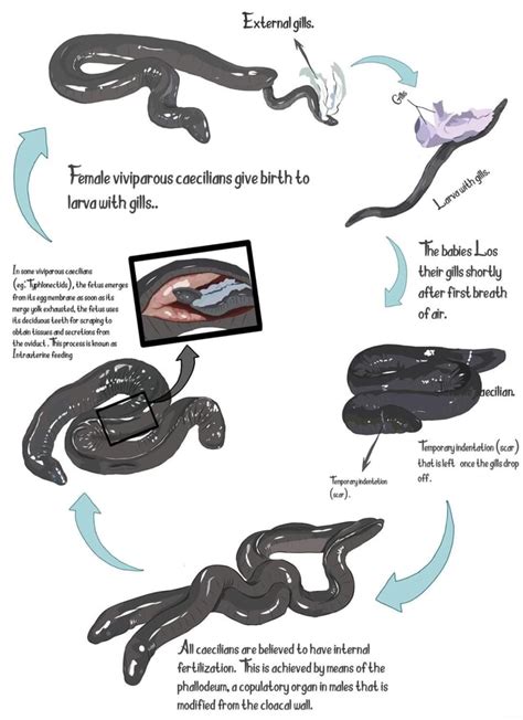 The life cycle of viviparous metamorphic caeciliana - External gills ...