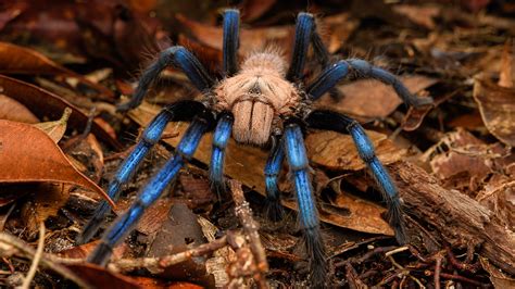 This amazing blue tarantula is a new spider species—but did researchers ...