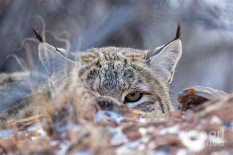 Bobcat Eyes Photograph by Greg Bergquist - Fine Art America