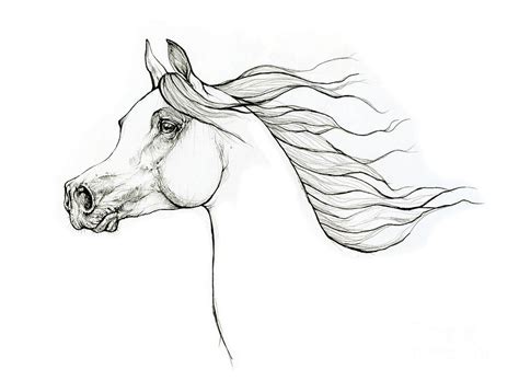 Arabian Horse Head Outline