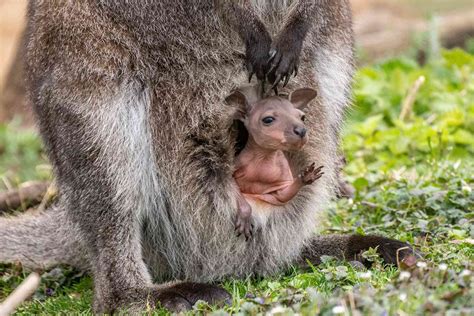 Two Wallaby Joeys Pop Out of Their Moms' Pouches for the First Time