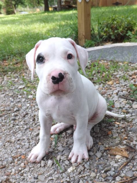 Yo Amor Dogo's: Alex and Petey 9 week old male Dogo Argentino Puppies ...