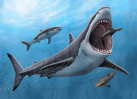 New analysis of tooth minerals confirms megalodon shark was warm-blooded