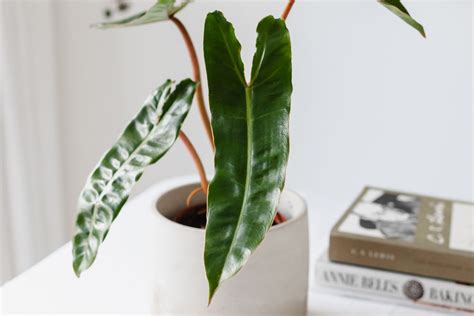 How to Grow and Care for Philodendron Billietiae