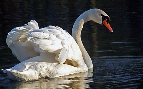 Swans And Black Swans | Animal Photo