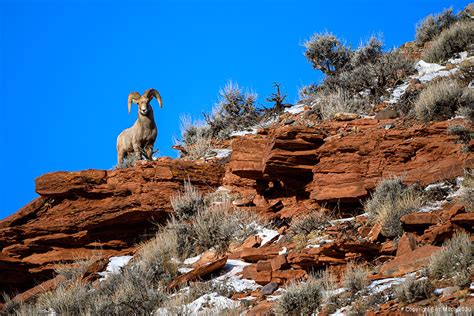 The Rocky Mountain Bighorn Sheep – Eric Mitch Photography