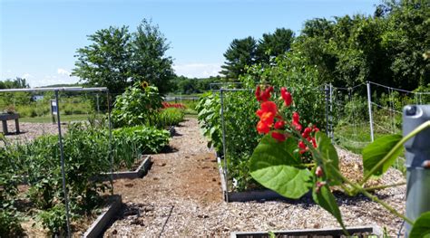 Maine Home Garden News - May 2016 - Cooperative Extension: Garden and ...