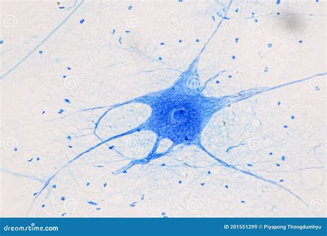 Motor Neuron Under the Microscope. Stock Image - Image of light ...