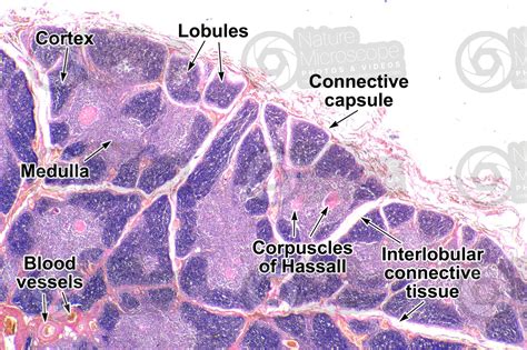 Thymus Histology