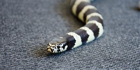 Black and White King Snake - BioExpedition