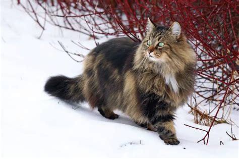 Norwegian Forest Cat Personality