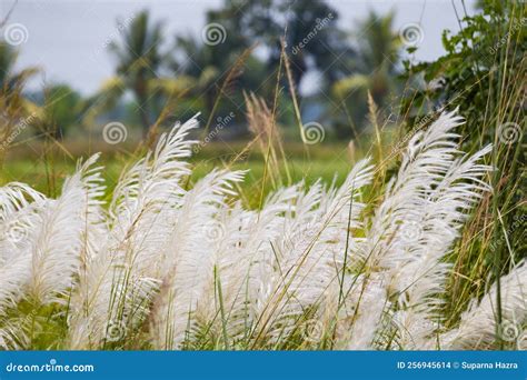 White Kash Flower or Wild Sugarcane or Kans Grass Swaying in Wind ...