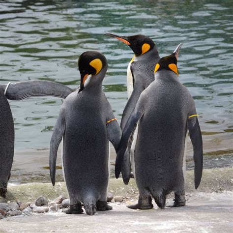 edinburgh-zoo-penguins-thorne-travel-shutterstock_thornet_8557125avel7 ...