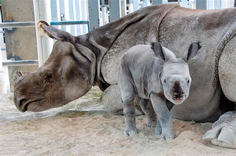 PICTURES: Indian one-horned rhino born through artificial insemination