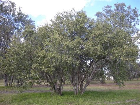 Cordia sinensis - Alchetron, The Free Social Encyclopedia